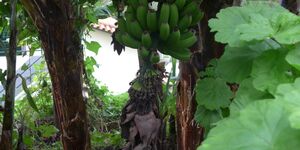 Wanderung von Camara de Lobos zum Aussichtspunkt Gabo Giräo am 22.11.2025