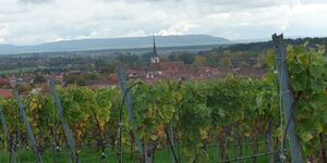 Wanderung um Sommerach am 9.10.2025