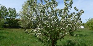 Rundwanderung Quittenlehrpfad bei Astheim vom 26.4.2026